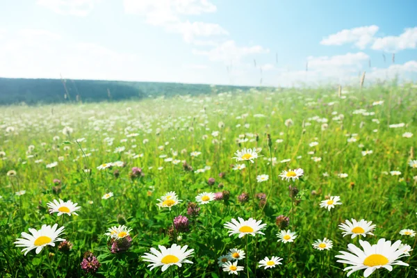 Field Of Wild Flowers — Stock Photo © Iakov #4622049