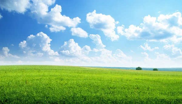 Oat field and sunny sky — Stock Photo © Iakov #4621785