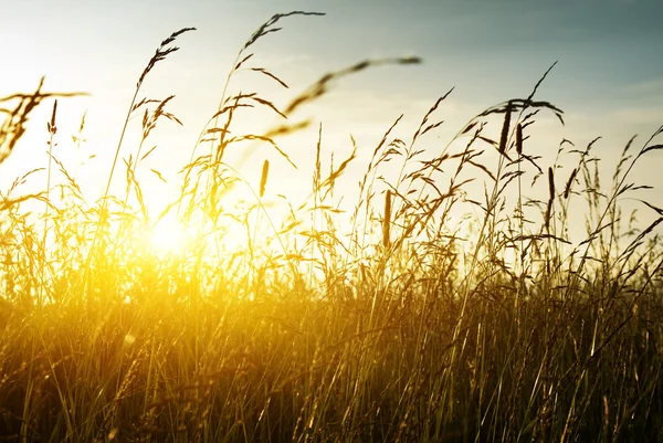 Gras en zonsondergang — Stockfoto