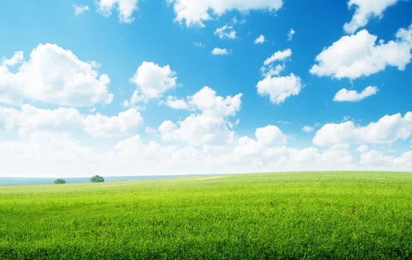 Oat field and sunny sky — Stock Photo © Iakov #4621785