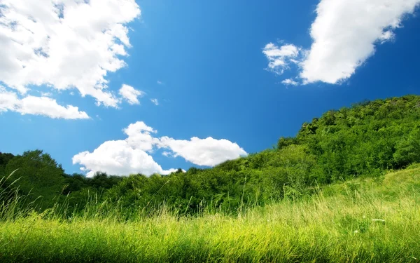 绿草和阳光灿烂的日子 — 图库照片
