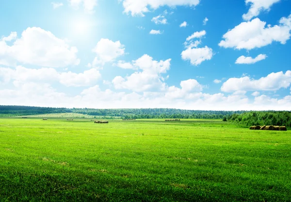 Feld Von Sommer Grünem Gras — Stockfoto
