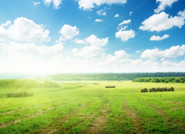 Geerntetes Gras in Rollen und perfekter sonniger Tag — Stockfoto
