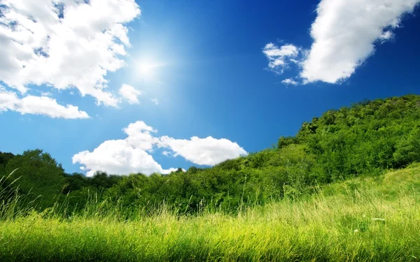 Zielona trawa i słoneczny dzień — Zdjęcie stockowe