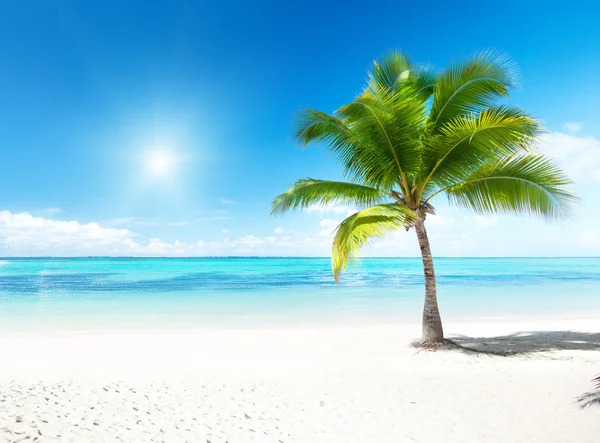 Palm Och Stranden — Stockfoto