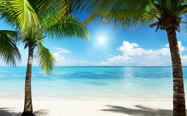 Palmy Plaża — Zdjęcie stockowe