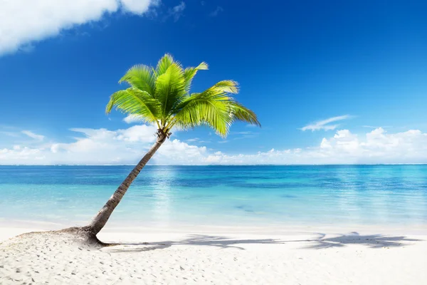 Palm Pláž — Stock fotografie