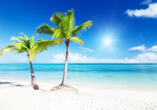 Palmiyeler Plaj — Stok fotoğraf