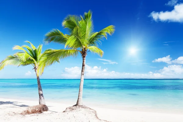 Palmy i morze — Zdjęcie stockowe