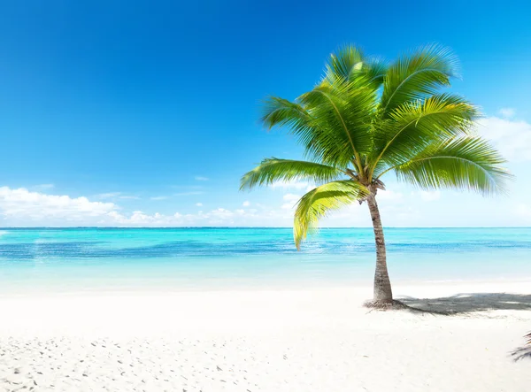 Palmiye ve deniz — Stok fotoğraf