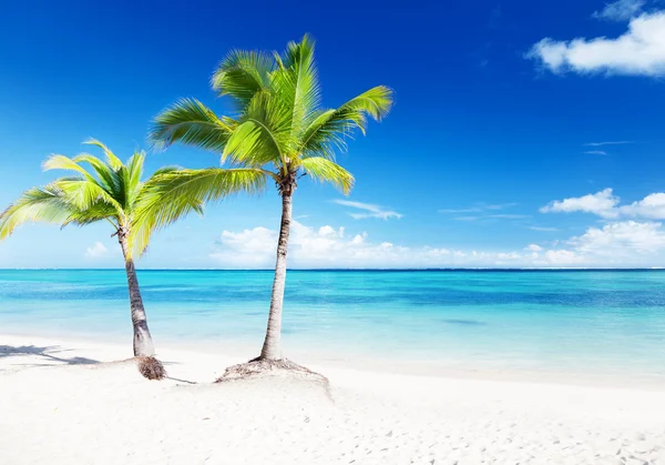 Palmy Plaża — Zdjęcie stockowe