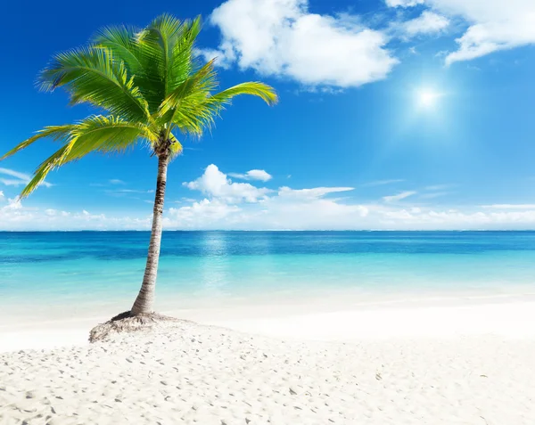 Palm en zee — Stockfoto