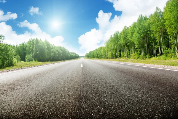 Road in forest Royalty Free Stock Images
