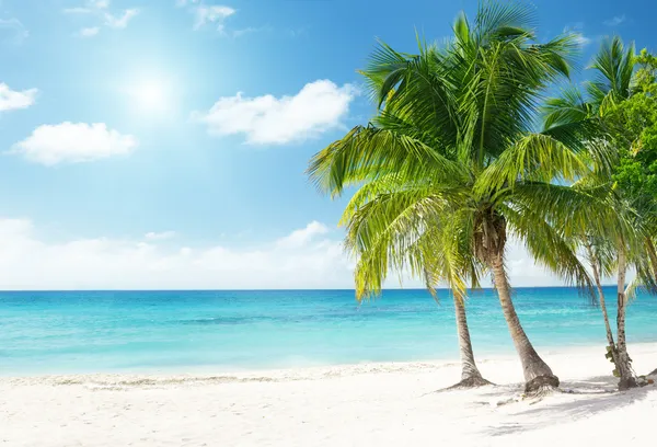 Caribbean Sea Coconut Palms Stock Image