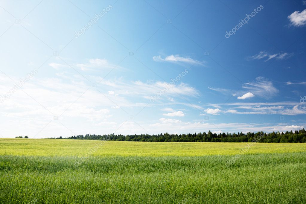 Oat field and sunny day