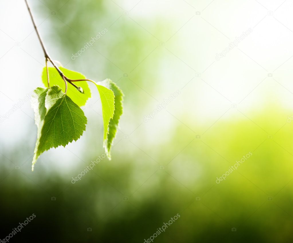 Leaves of birch in forest