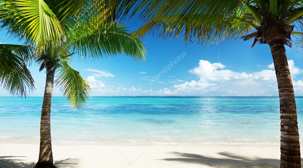 Palms and sea