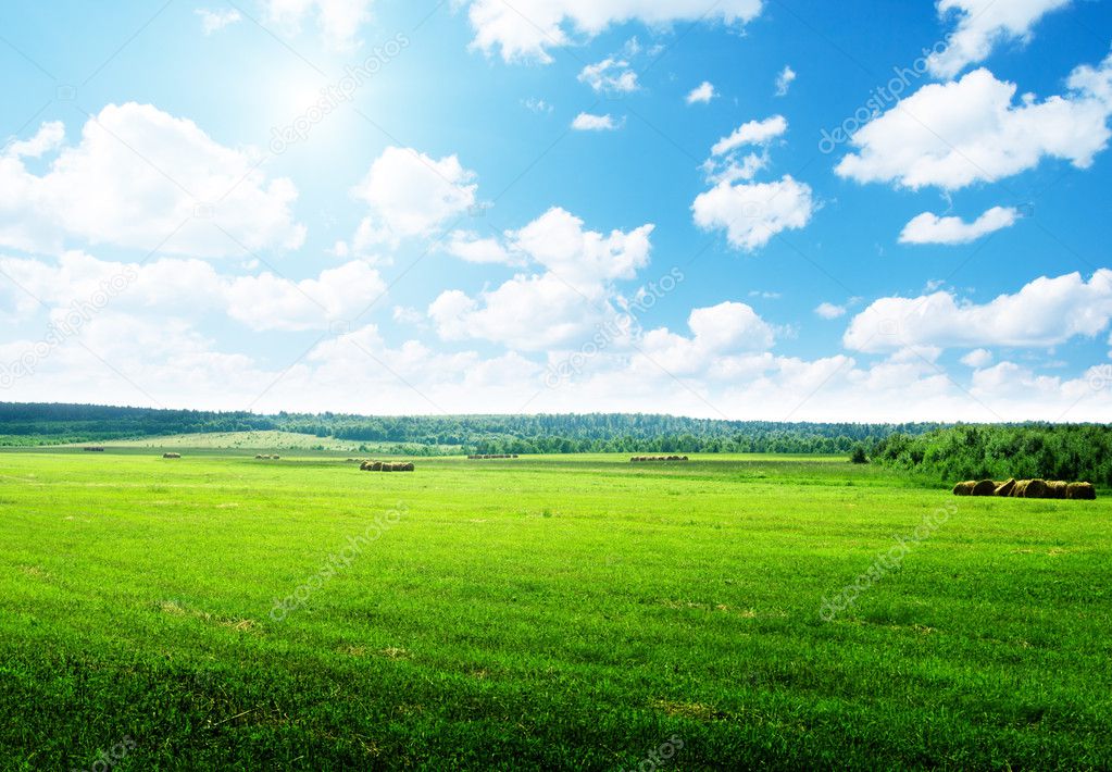 Field of summer green grass