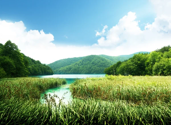 Derin Forest Lake — Stok fotoğraf