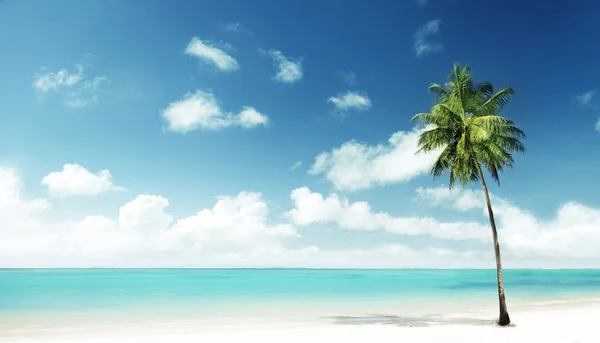 Palm Pláž — Stock fotografie