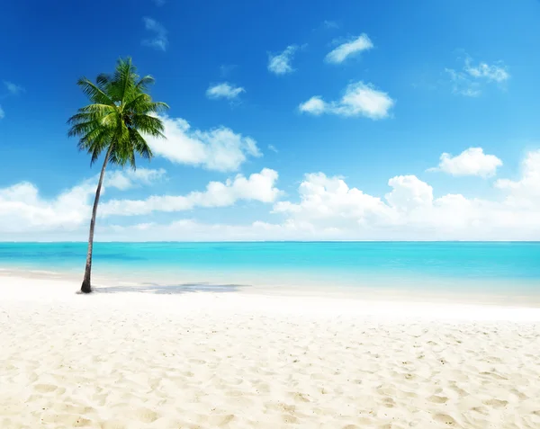 Palm and sea — Stock Photo, Image