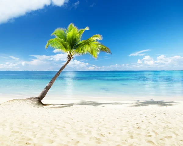 棕榈和海滩 — 图库照片