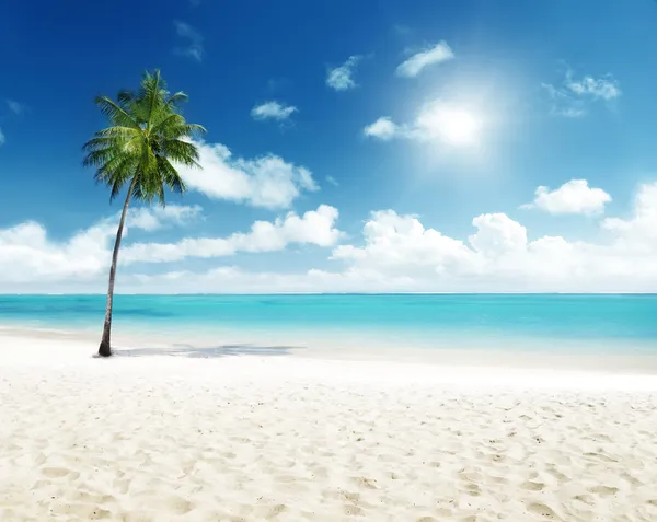 Palmiye Plaj — Stok fotoğraf