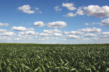 Field of corn on sunny day