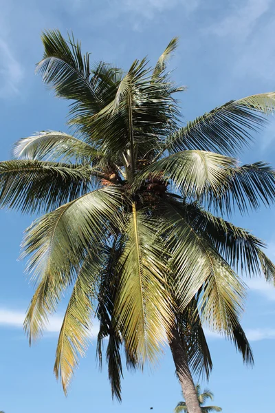 Stock image Palm tree