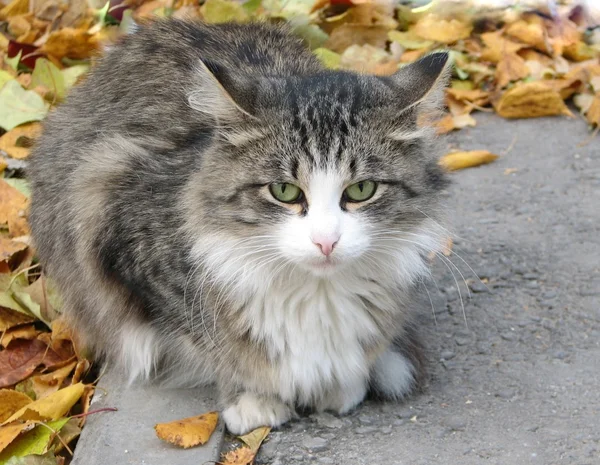 거리에 있는 고양이 — 스톡 사진
