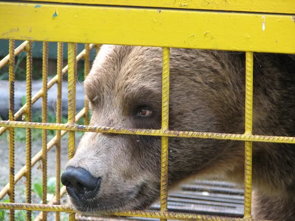 stock image Brown bear in a cage