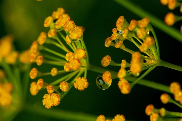 stock image Dill macro