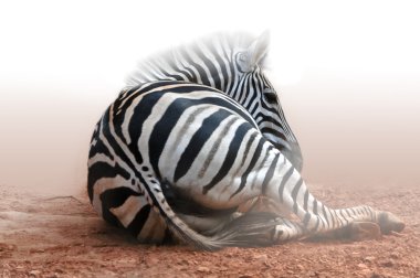 Zebra sitting on acres of land in fog white.Africa clipart