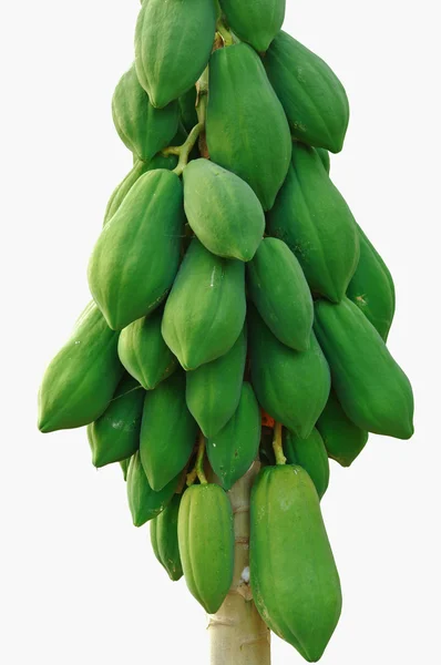 Papaya drzewo na białym tle. — Zdjęcie stockowe