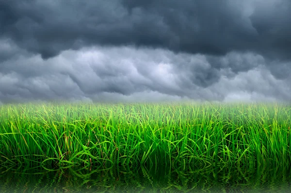 stock image Rice farm and stormy sky