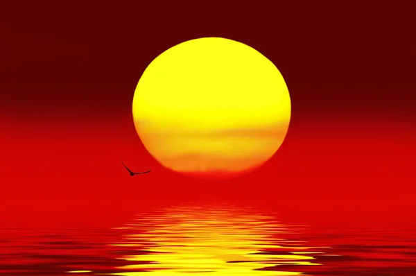 Sunset.on 湖の上を飛んでいる鳥 — ストック写真
