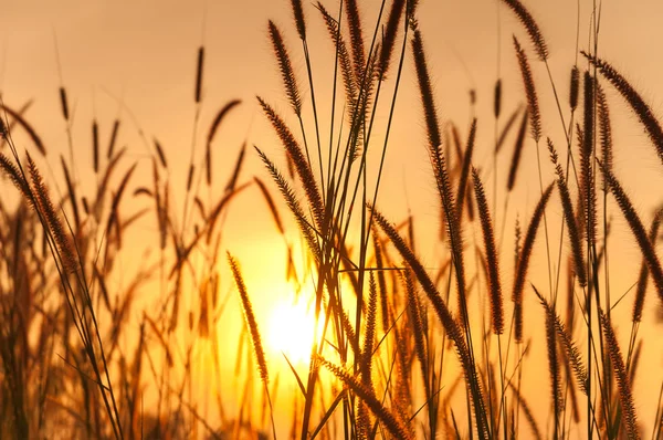 Stock image Grassland and the sun in the evening.