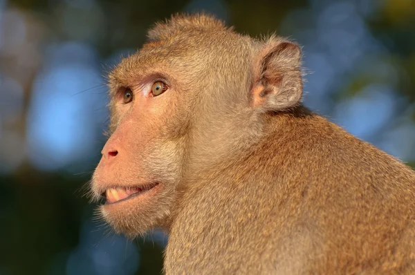 Twarzą Małpy — Zdjęcie stockowe