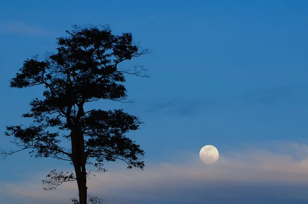 나무와 보름달 이 밤에. — 스톡 사진