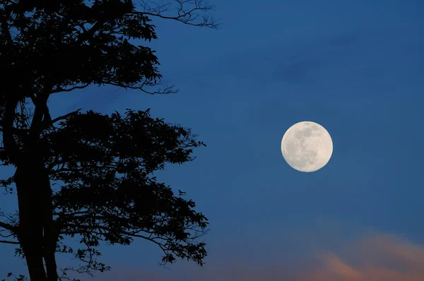 Zdjęcia Drzew Księżyc Noc Pełni Księżyca — Zdjęcie stockowe