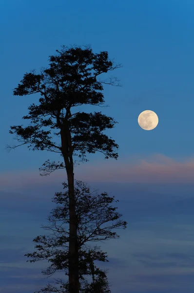 Fotos Der Bäume Und Des Mondes Bei Nächtlichem Vollmond — Stockfoto