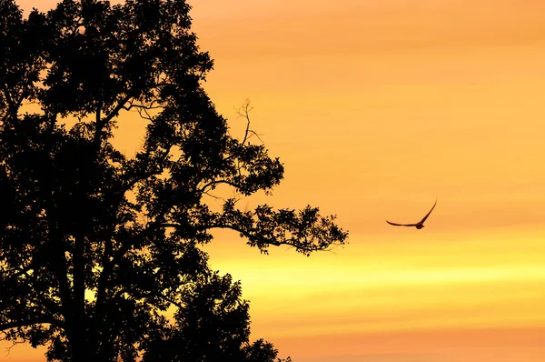 Vögel Fliegen Den Himmel Gold Bei Sonnenuntergang — Stockfoto