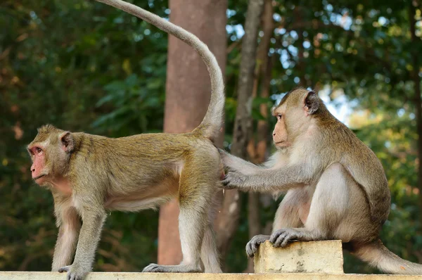 Baba Anne Maymun Hayvanat Bahçesi — Stok fotoğraf