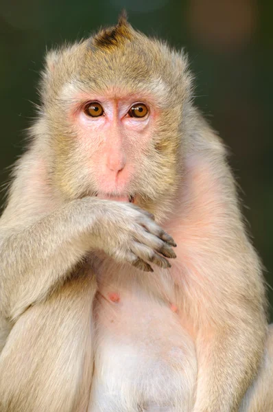 Dişi Maymun Hayvanat Bahçesi Tayland — Stok fotoğraf
