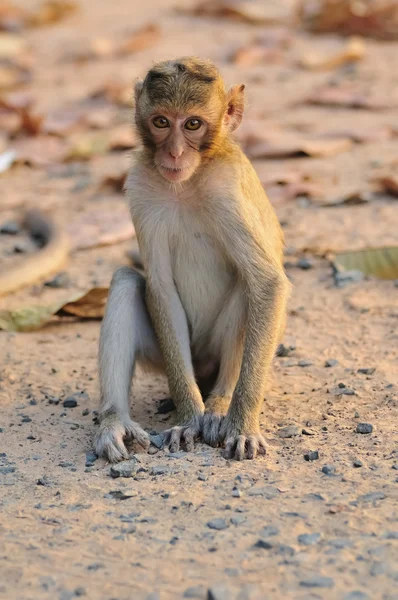Yerde Oturan Küçük Maymun — Stok fotoğraf