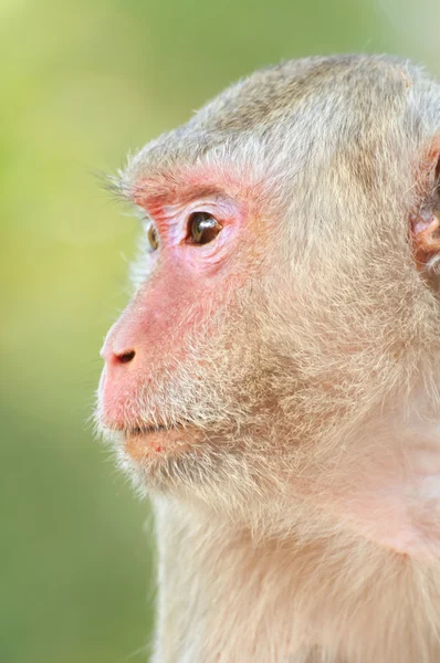 Tatlı maymun yüzlerini — Stok fotoğraf
