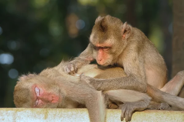 Baba Anne Maymun Hayvanat Bahçesi — Stok fotoğraf
