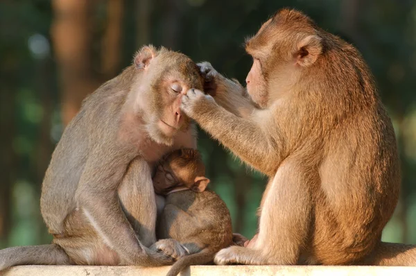 Maymun Aile Anne Baba Bebek Hayvanat Bahçesinde Oturan — Stok fotoğraf