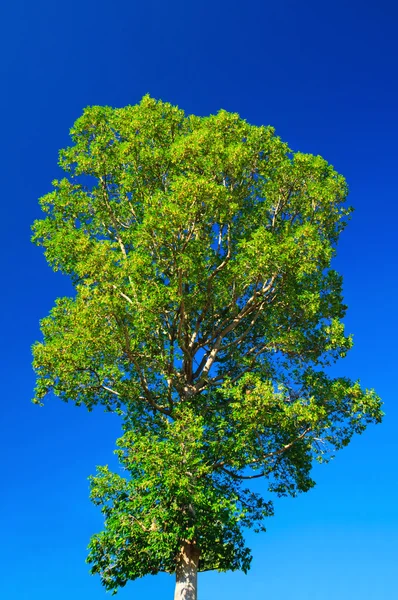 Large Tree Blue Sky Background — Stock Photo, Image