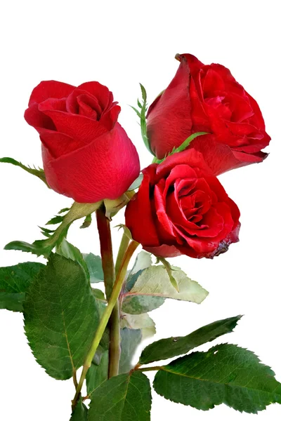 Červené Růže Izolované Bílém Pozadí — Stock fotografie